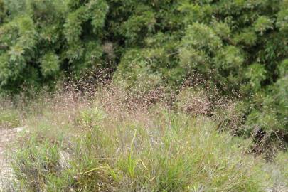 Fotografia da espécie Deschampsia flexuosa