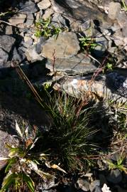 Fotografia da espécie Deschampsia flexuosa