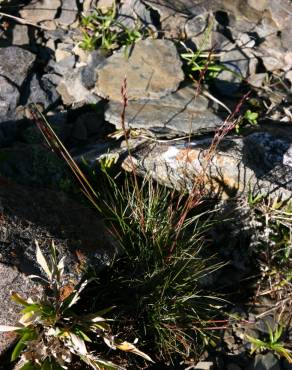 Fotografia 4 da espécie Deschampsia flexuosa no Jardim Botânico UTAD