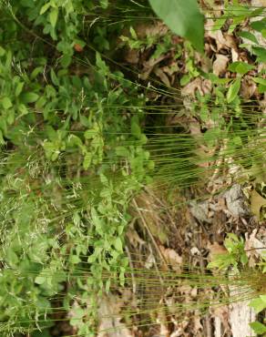 Fotografia 5 da espécie Deschampsia flexuosa no Jardim Botânico UTAD
