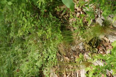 Fotografia da espécie Deschampsia flexuosa