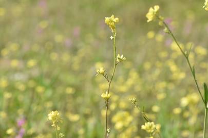 Fotografia da espécie Hirschfeldia incana