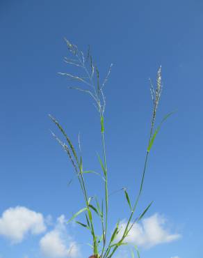 Fotografia 5 da espécie Eragrostis pilosa no Jardim Botânico UTAD