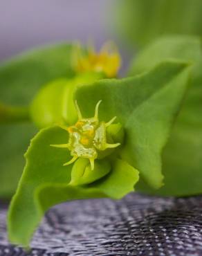 Fotografia 3 da espécie Euphorbia terracina no Jardim Botânico UTAD