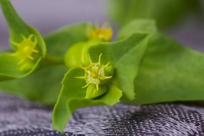 Fotografia da espécie Euphorbia terracina