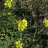 Fotografia 9 da espécie Hirschfeldia incana do Jardim Botânico UTAD