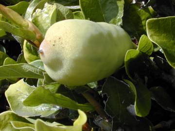 Fotografia da espécie Ficus pumila