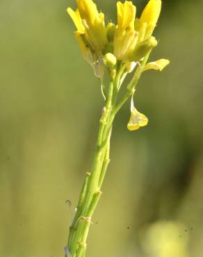 Fotografia 13 da espécie Hirschfeldia incana no Jardim Botânico UTAD