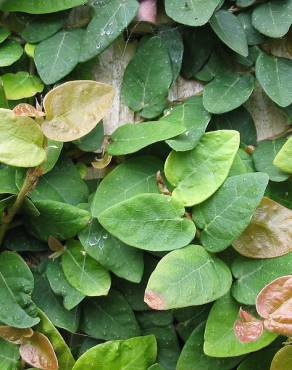 Fotografia 1 da espécie Ficus pumila no Jardim Botânico UTAD