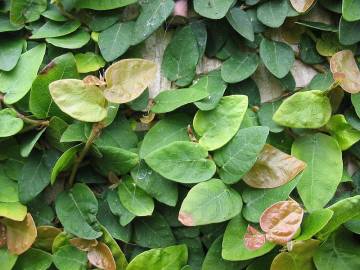 Fotografia da espécie Ficus pumila