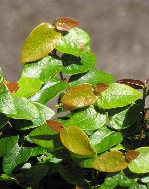 Fotografia 3 da espécie Ficus pumila no Jardim Botânico UTAD