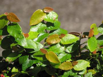 Fotografia da espécie Ficus pumila