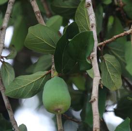 Fotografia da espécie Ficus pumila
