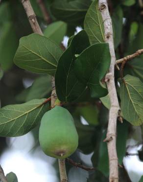Fotografia 4 da espécie Ficus pumila no Jardim Botânico UTAD