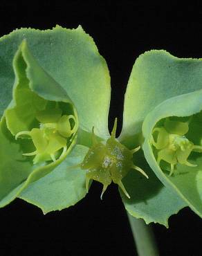 Fotografia 4 da espécie Euphorbia terracina no Jardim Botânico UTAD