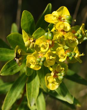 Fotografia 5 da espécie Euphorbia terracina no Jardim Botânico UTAD