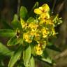 Fotografia 5 da espécie Euphorbia terracina do Jardim Botânico UTAD