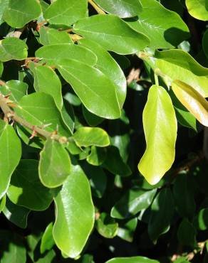Fotografia 5 da espécie Ficus pumila no Jardim Botânico UTAD