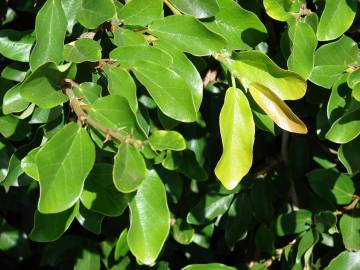 Fotografia da espécie Ficus pumila
