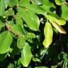 Fotografia 5 da espécie Ficus pumila do Jardim Botânico UTAD