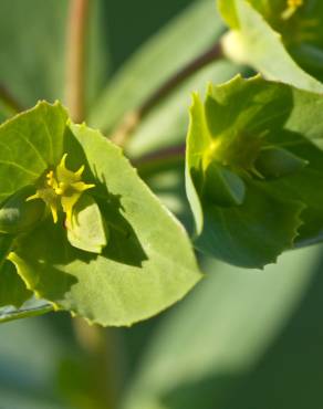 Fotografia 6 da espécie Euphorbia terracina no Jardim Botânico UTAD