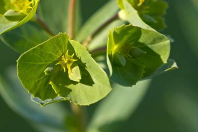 Fotografia da espécie Euphorbia terracina