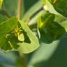 Fotografia 6 da espécie Euphorbia terracina do Jardim Botânico UTAD