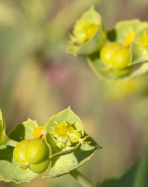 Fotografia 7 da espécie Euphorbia terracina no Jardim Botânico UTAD