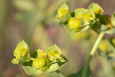 Fotografia da espécie Euphorbia terracina