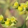 Fotografia 7 da espécie Euphorbia terracina do Jardim Botânico UTAD