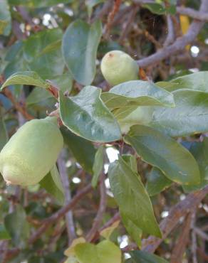 Fotografia 6 da espécie Ficus pumila no Jardim Botânico UTAD