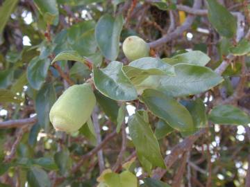 Fotografia da espécie Ficus pumila