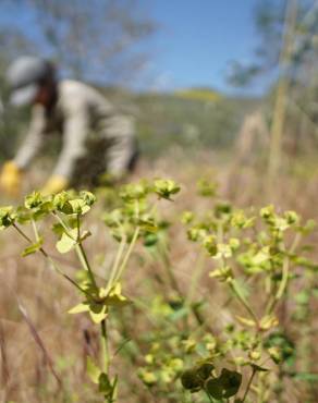 Fotografia 8 da espécie Euphorbia terracina no Jardim Botânico UTAD