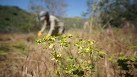 Fotografia da espécie Euphorbia terracina