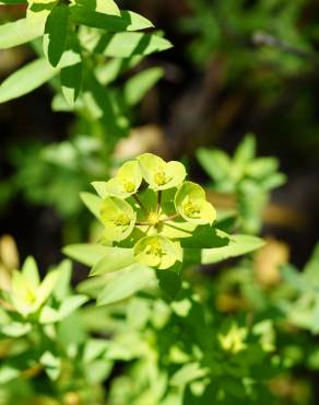 Fotografia 9 da espécie Euphorbia terracina no Jardim Botânico UTAD