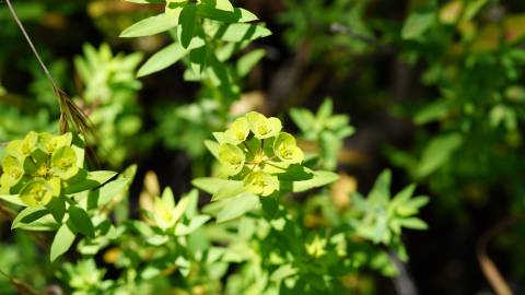 Fotografia da espécie Euphorbia terracina