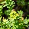 Fotografia 9 da espécie Euphorbia terracina do Jardim Botânico UTAD