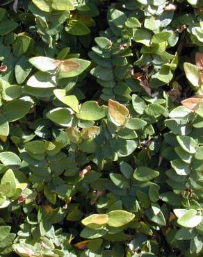 Fotografia 7 da espécie Ficus pumila no Jardim Botânico UTAD