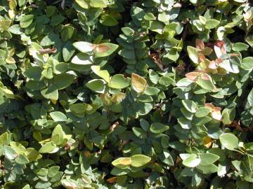 Fotografia da espécie Ficus pumila