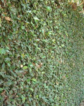 Fotografia 8 da espécie Ficus pumila no Jardim Botânico UTAD