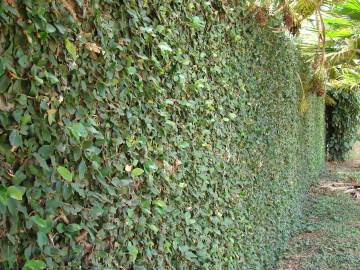 Fotografia da espécie Ficus pumila