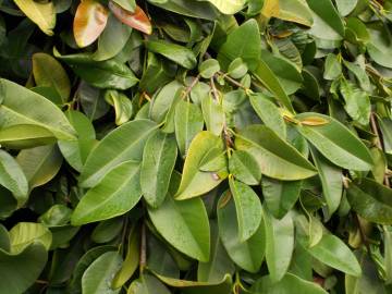 Fotografia da espécie Ficus pumila