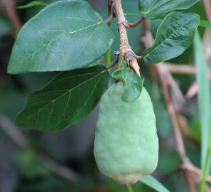 Fotografia da espécie Ficus pumila