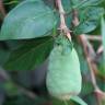 Fotografia 10 da espécie Ficus pumila do Jardim Botânico UTAD