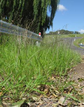 Fotografia 6 da espécie Eragrostis pilosa no Jardim Botânico UTAD