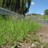 Fotografia 6 da espécie Eragrostis pilosa do Jardim Botânico UTAD