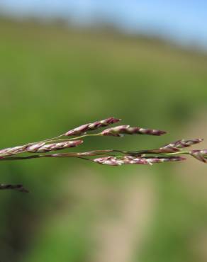 Fotografia 7 da espécie Eragrostis pilosa no Jardim Botânico UTAD