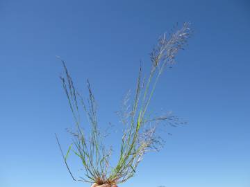 Fotografia da espécie Eragrostis pilosa