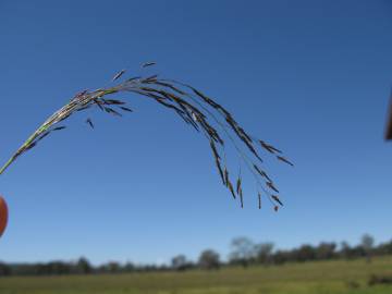 Fotografia da espécie Eragrostis pilosa