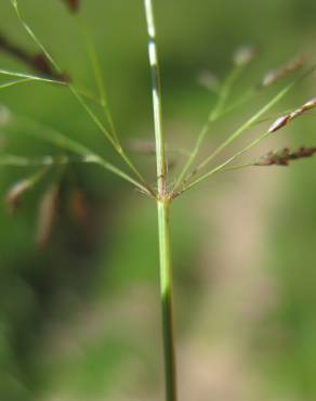 Fotografia 10 da espécie Eragrostis pilosa no Jardim Botânico UTAD